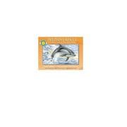 Dolphin's rescue