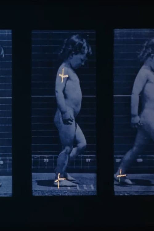 Muybridge