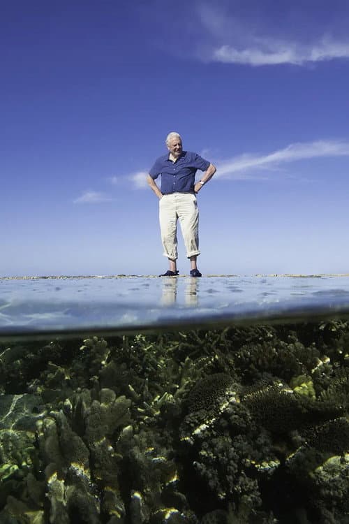 Reef Diaries