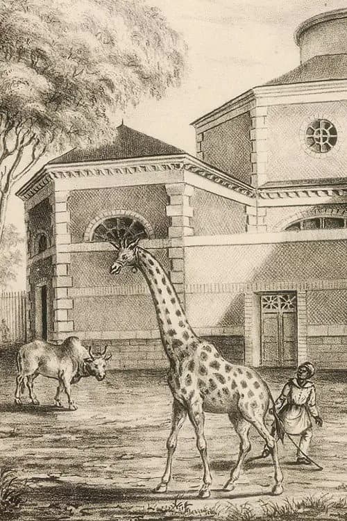 Night Falls on the Menagerie
