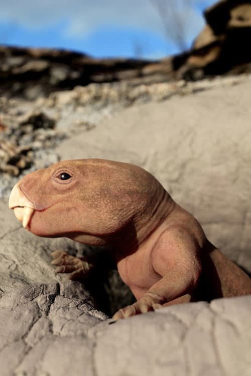 Mammal Origins