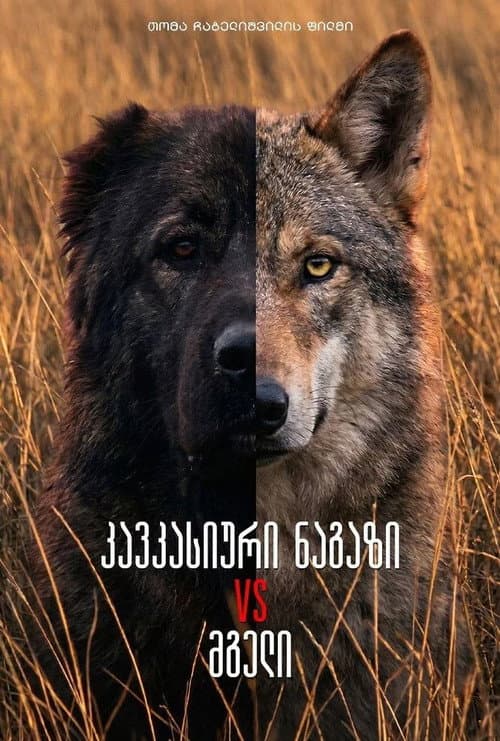 კავკასიური ნაგაზი მგლის წინააღმდეგ