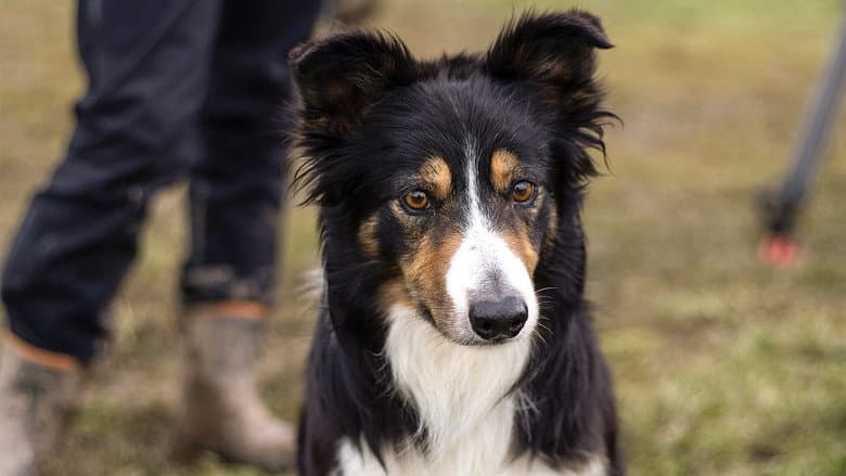 Sheepdog Showdown