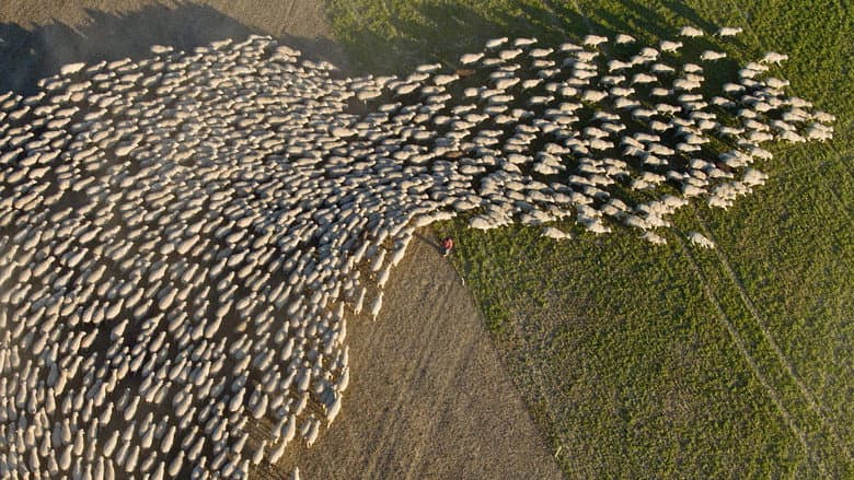 Wild & Wool