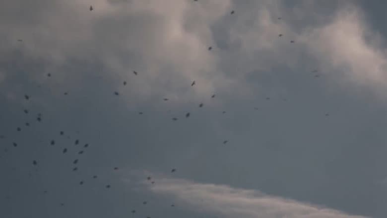 The Sky Seemed Too High