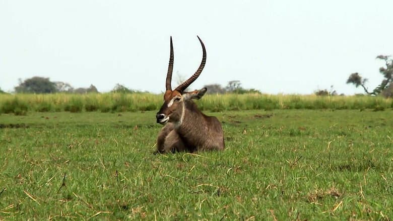 Africká abeceda