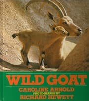 Wild goat