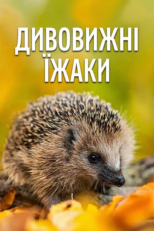 Year of the Hedgehog